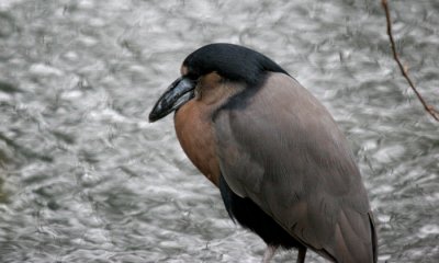 Boat-billed Heron (cc)