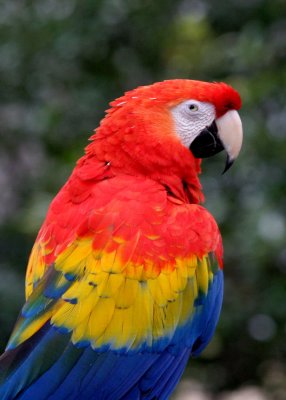 Scarlett Macaw (cc)
