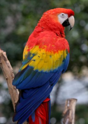 Scarlett Macaw (cc)