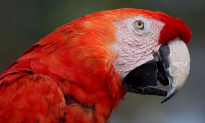Scarlett Macaw  (cc)