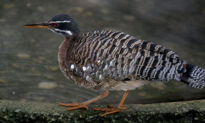 Sun Bittern  (cc)