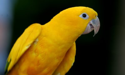 Golden Conure (cc)