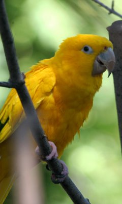 Golden Conure (cc)