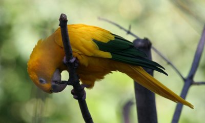 Golden Conure (cc)