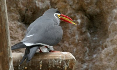 Inca Tern (cc)