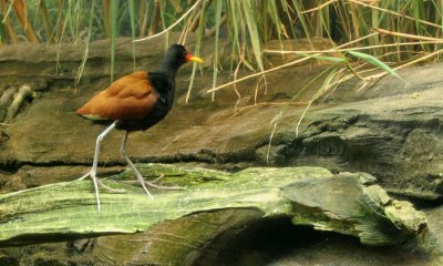 Northern Jacana (cc)