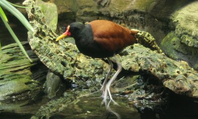 Shorebirds
