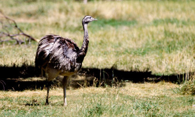 Rheas