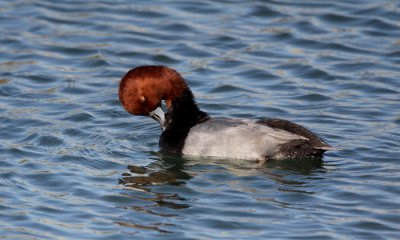 Redhead drake