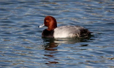Redhead drake