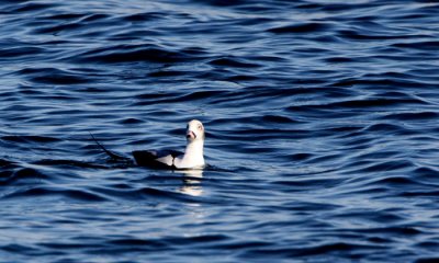 Long-tailed duck