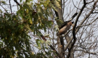 Cooper's Hawk