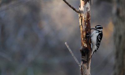 Hairy Woodpecker (f)