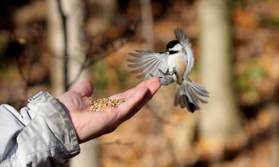 Black-capped Chickadee