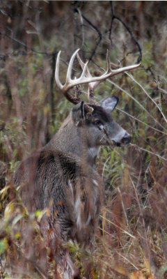 White-tailed buck