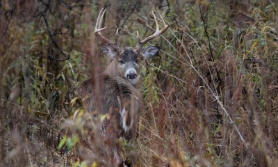 White-tailed buck