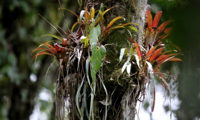 Cloud Forest