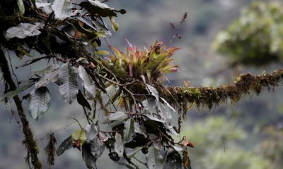 Cloud Forest