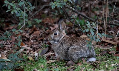 Cottontail Rabbit