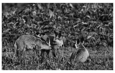 Bat-eared foxes