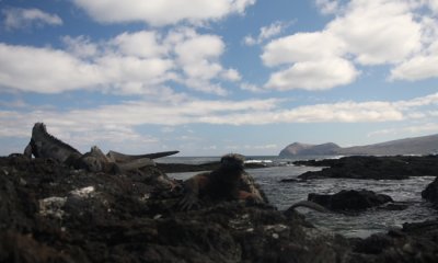 Marine Iguanas (noise reduction)