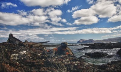 Marine Iguanas (colour and light points adjusted)