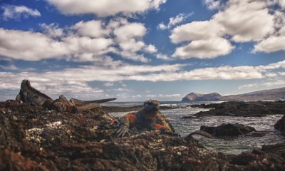 Marine Iguanas (HDR and Sharpening effects)