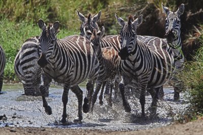 Common Zebras (HDR)