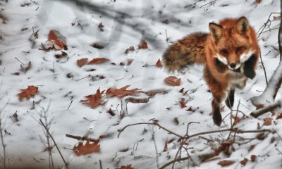 Red Fox (HDR)