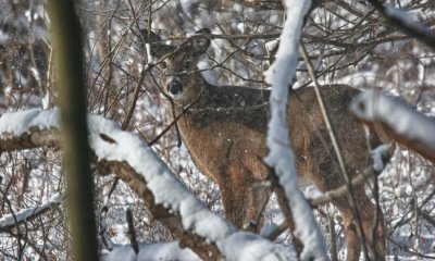 White-tailed doe (HDR)