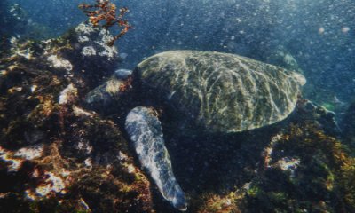 Green Sea Turtle  (HDR)