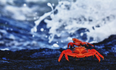 Sally Lightfoot Crabs  (HDR)