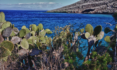 Cactus and sea  (HDR)