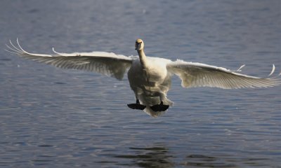 Trumpeter swan landing
