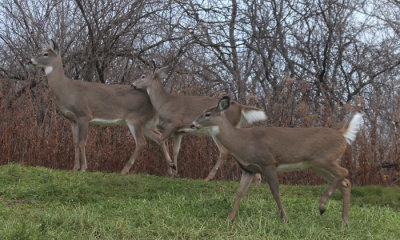 Doe and fawns