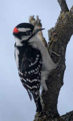 Downy woodpecker