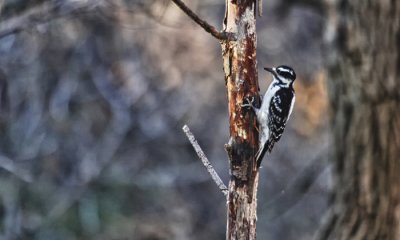Hairy woodpecker (HDR)