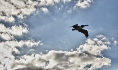 Brown pelican, Key West