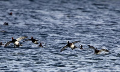 Red Heads and Scaup Landing