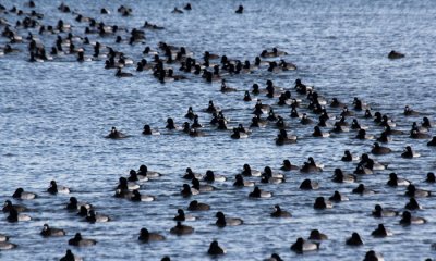 Scaup