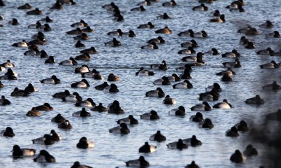 Scaup