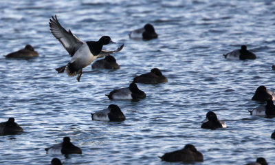 Scaup