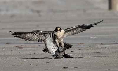 Peregrine Falcon