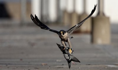 Peregrine Falcon