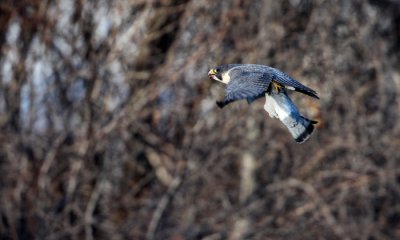 Peregrine Falcon