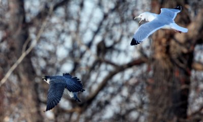 Peregrine Falcon