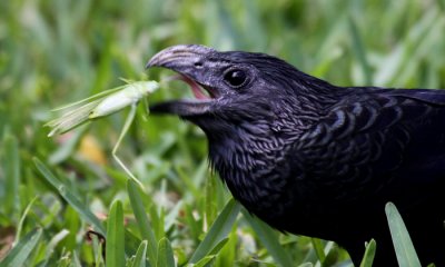 Grooved-billed ani