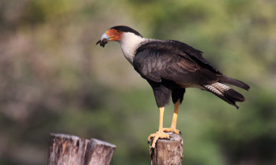 Northern caracara