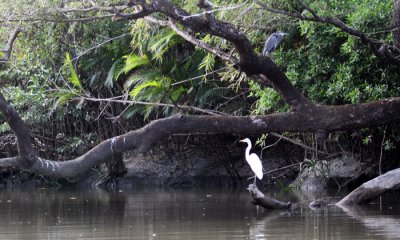 Great egret and Great blue heron