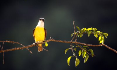 Social flycatcher